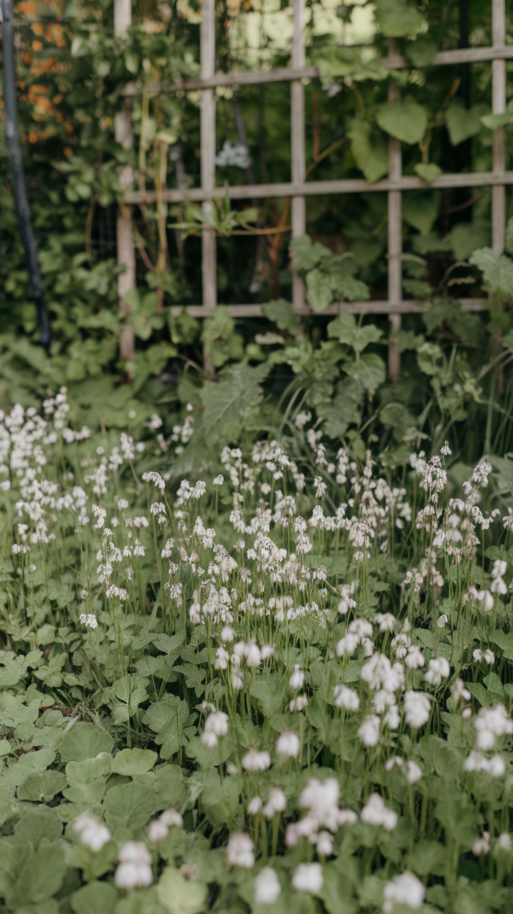 Field of Sweet Woodruff flowers with a background of greenery and wooden trellis.