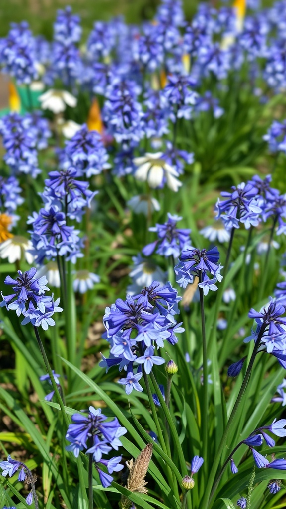 A cluster of blue Chionodoxa flowers blooming in a garden