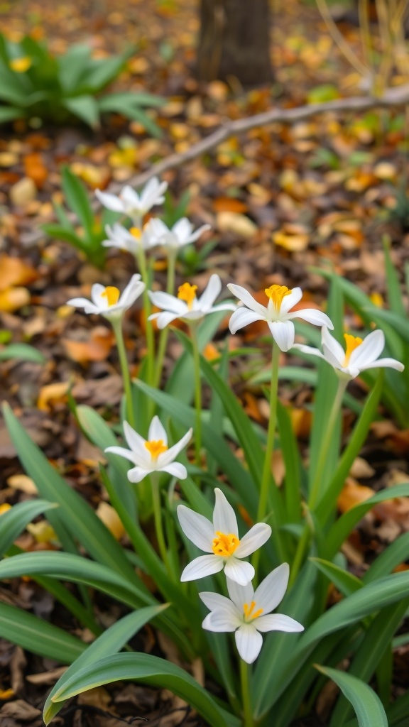 Cluster of white Colchicum flowers with yellow centers among fallen leaves