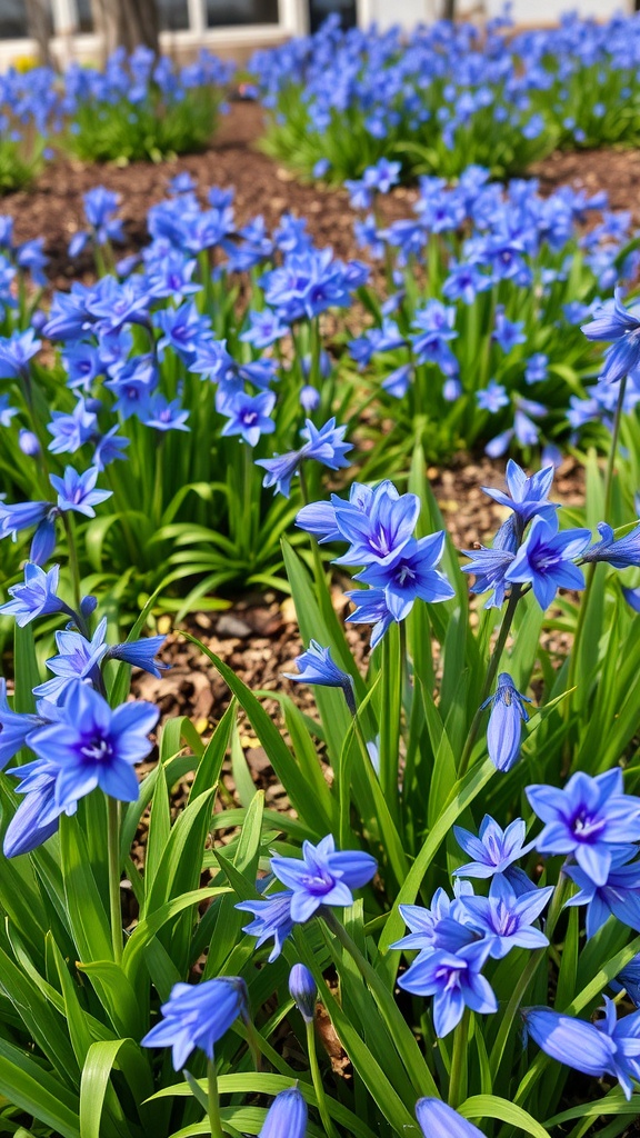 A vibrant display of blue Scilla flowers blooming in a garden.