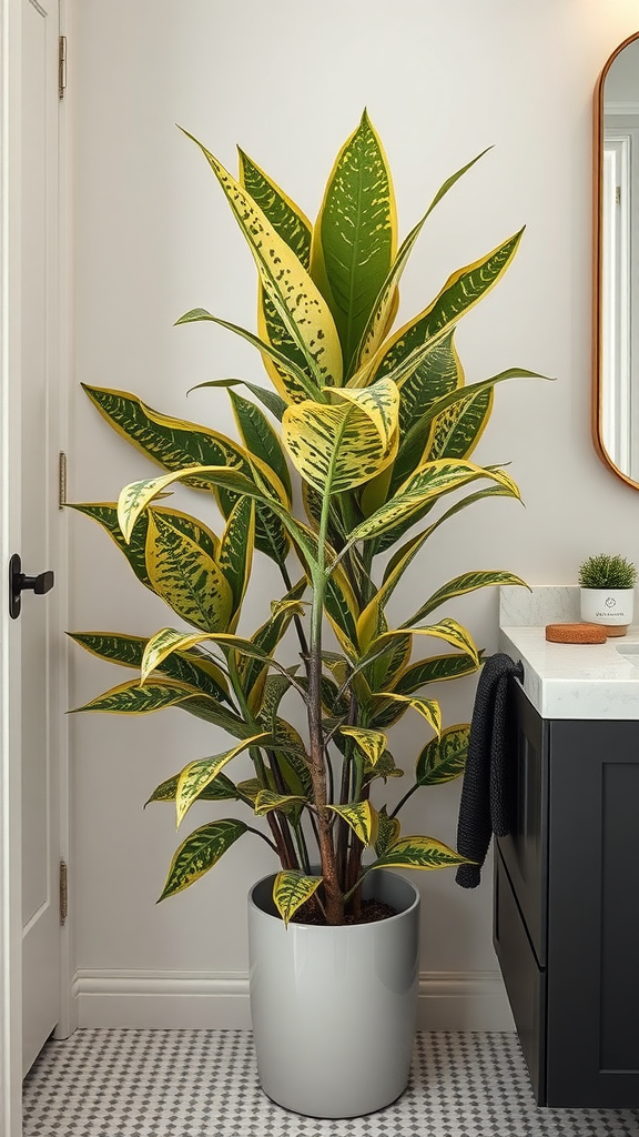 A Gold Dust Dracaena plant in a modern bathroom setting