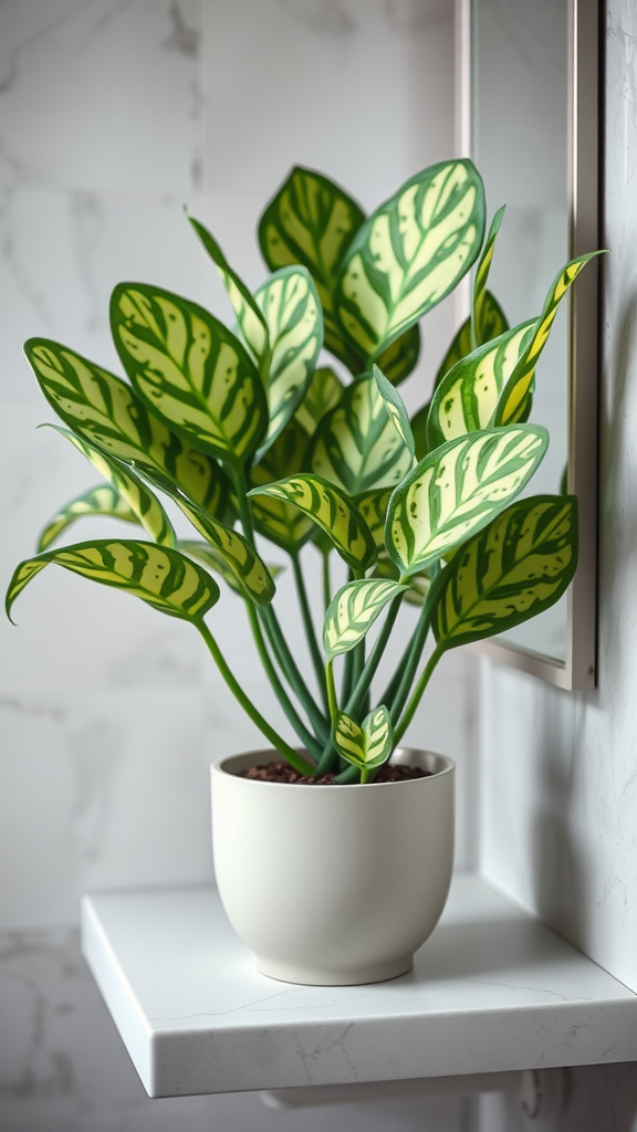 Nerve plant with intricate leaf patterns in a bathroom setting