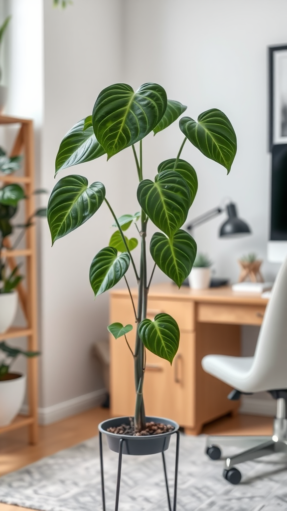 A healthy Philodendron plant with heart-shaped leaves, placed in a stylish pot, in a bright indoor setting.